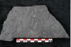 Foto (Detailansicht) von Noeggerathia palmaeformis Goeppert (NHMW-GEO-2024-0188-10740)